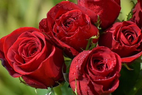 Ein Blumenstrauß aus Rosen im Garten