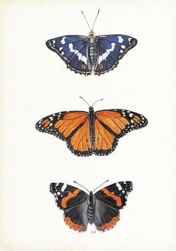 Vlinders; Grote weerschijnvlinder, Monarchvlinder, Atalanta van Jasper de Ruiter