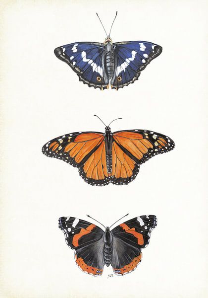 Vlinders; Grote weerschijnvlinder, Monarchvlinder, Atalanta van Jasper de Ruiter