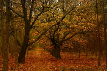 Bos in herfstkleuren van Remco-Daniël Gielen Photography