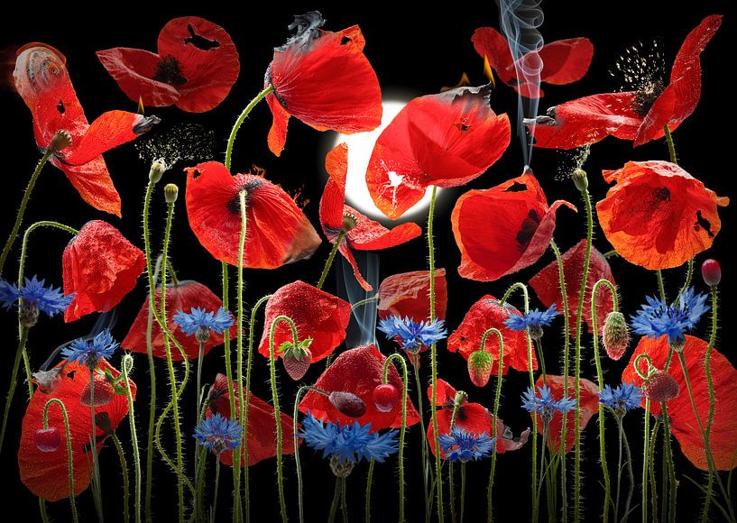 Poppy Shadow by Olaf Bruhn