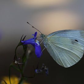 Vlinder van Arjo van Timmeren