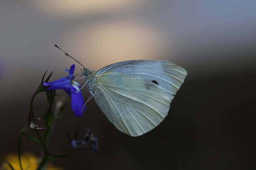 Butterfly by Arjo van Timmeren