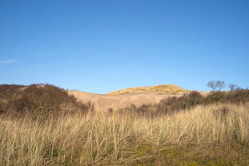 Nederlands duingbied met Afrikaanse uitstraling (natuurgebied Berkheide tussen Wassenaar en Katwijk)