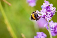 Hommel van Geert Huberts thumbnail