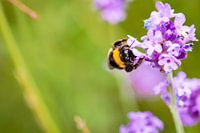 Hommel