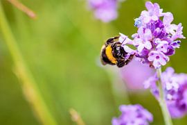 Hommel von Geert Huberts