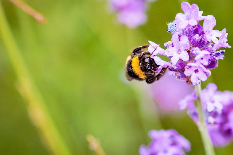 Hommel van Geert Huberts
