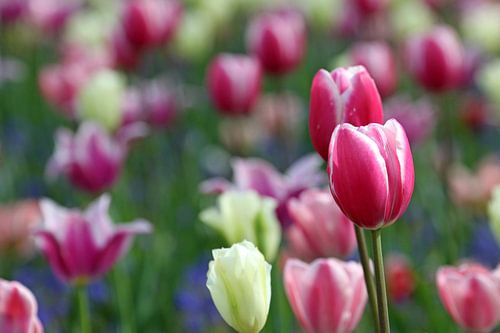 Tulpen in de Keukenhof