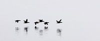 Eider ducks - Iceland van Arnold van Wijk thumbnail