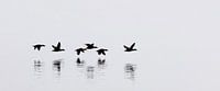 Eider ducks - Iceland