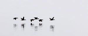 Eider ducks - Iceland van Arnold van Wijk