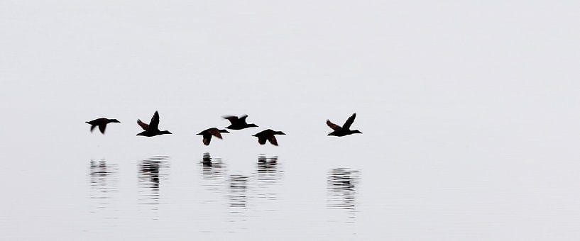 Eider ducks - Iceland van Arnold van Wijk