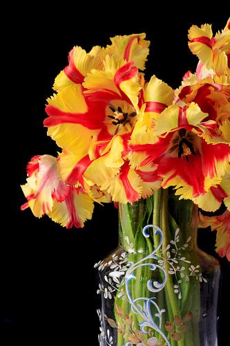 Still life with parrot tulips