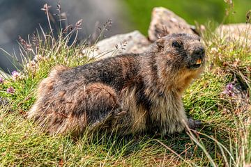 Alpenmarmot van Achim Thomae Photography