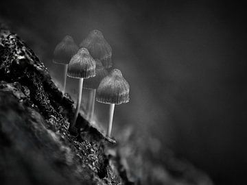 Mushrooms in black and white