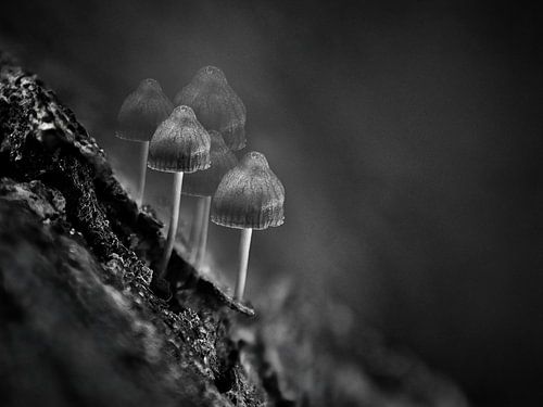 Paddenstoelen in zwartwit