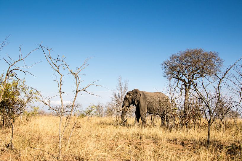 Olifant in Kruger Park, Zuid-Afrika par Marcel Alsemgeest