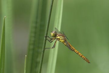 Steenrode heidelibel sur Hans Hendriks