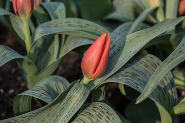 Tulp close up van Egon Zitter