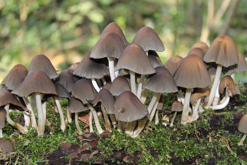 Paddenstoelen in het bos van Bianca Massaar