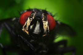 Vlieg close-up van Rogier Vermeulen