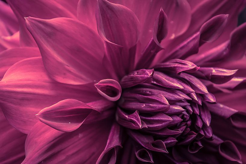 Prachtige paarse dahlia by Stedom Fotografie