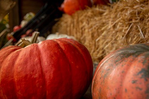 Kürbis zu verkaufen