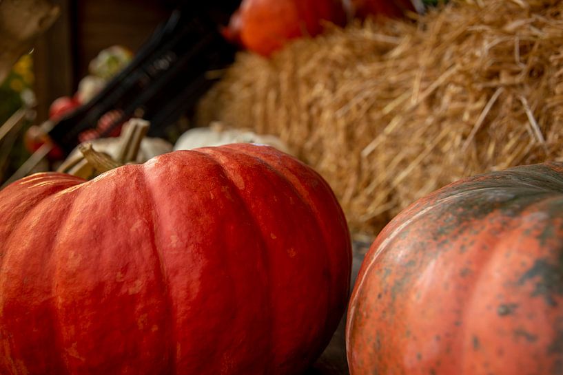 Kürbis zu verkaufen von Stefan Heesch