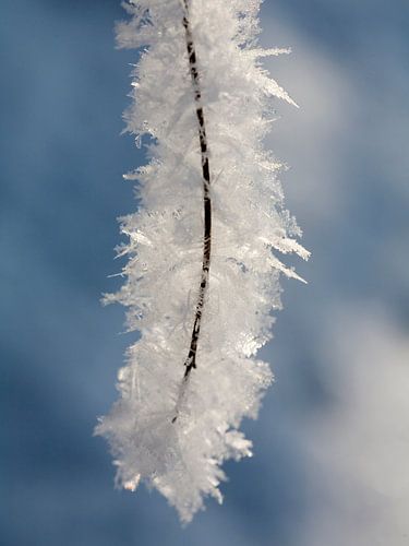 Sneeuwvlokken hangend aan een tak