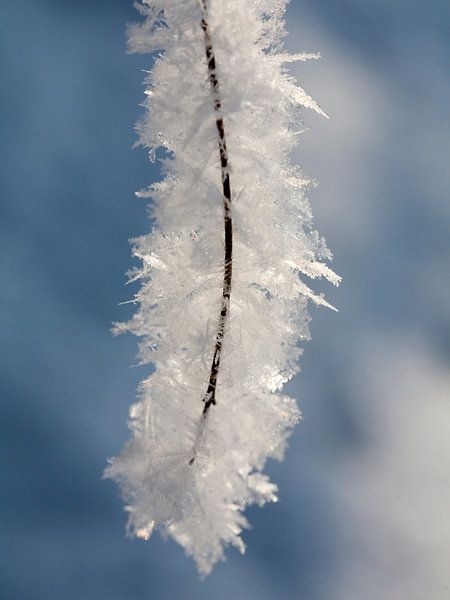 Sneeuwvlokken hangend aan een tak par Rana Dams