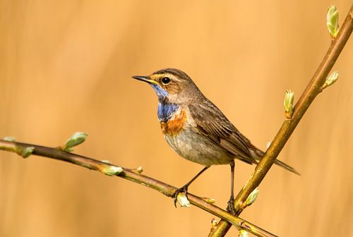 Witgesterde Blauwborst