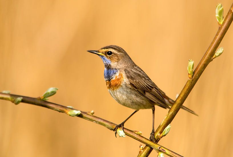White-breasted Bluethroat by Harry Punter