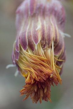 Bloem van hoefblad (Tussilago farfara) van Jürgen Eggers