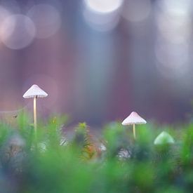 Mushroom bokeh van Angelique Brunas
