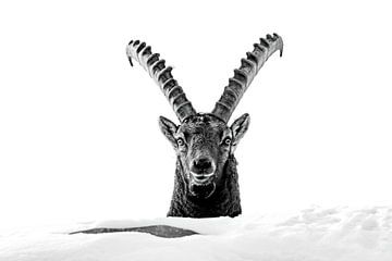 Portrait ibex by Sam Mannaerts