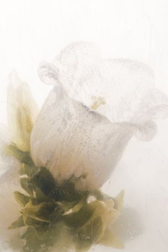 Campanule dans la glace sur Marc Heiligenstein