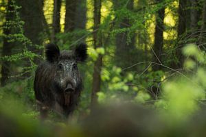 Wild boar by Danny Slijfer Natuurfotografie