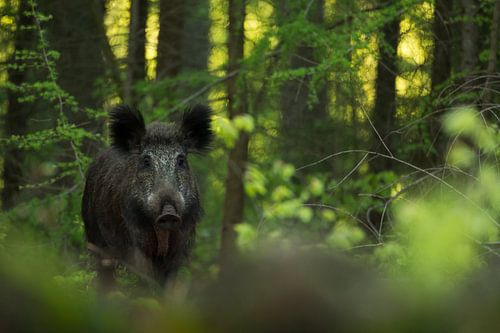 Sanglier