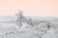 Hautes Fagnes