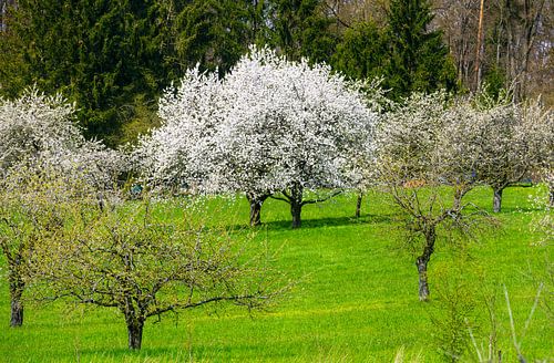 Lentelandschap met bloeiende kersenbomen