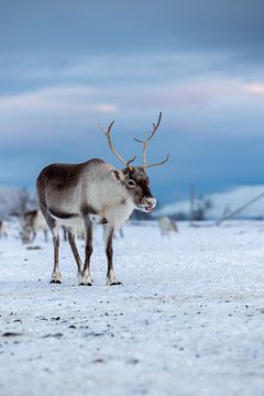 Reindeer in Norway by Anouk Kooiman