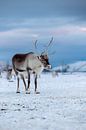 Reindeer in Norway by Anouk Kooiman thumbnail