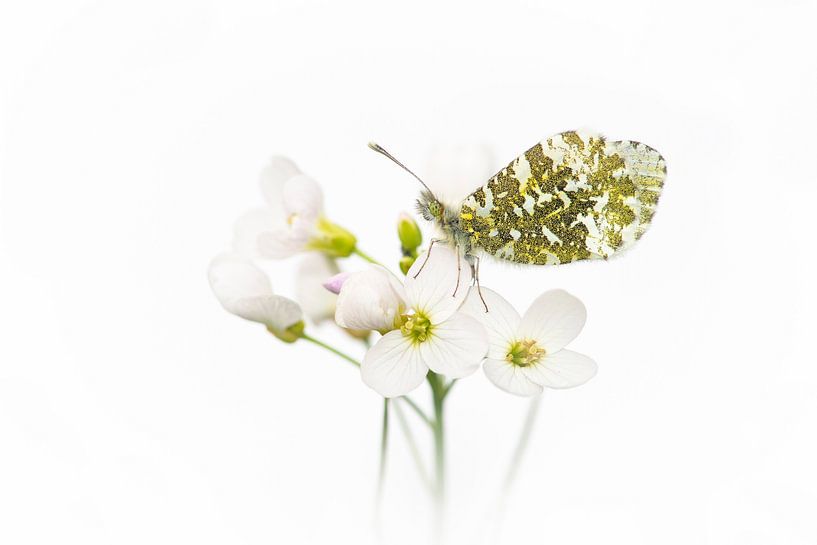 Orange tip tip by Elles Rijsdijk
