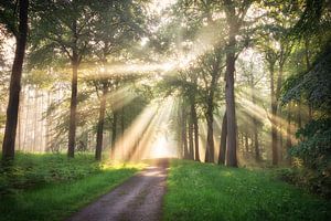 Morgendliche Ausstrahlung
