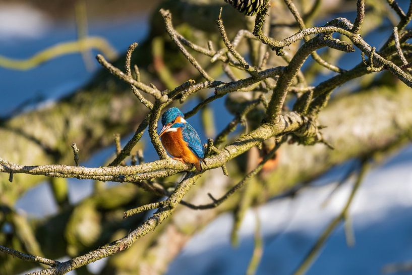 Kingfisher Amsterdam Water Supply Dunes by Merijn Loch