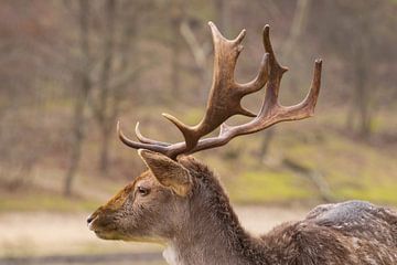 Damhert sur Merijn Loch