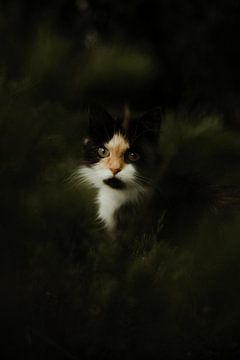 Portret van een poezenkat in de wei van Dominik Schloffer
