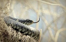 grass snake by Benno van Triest