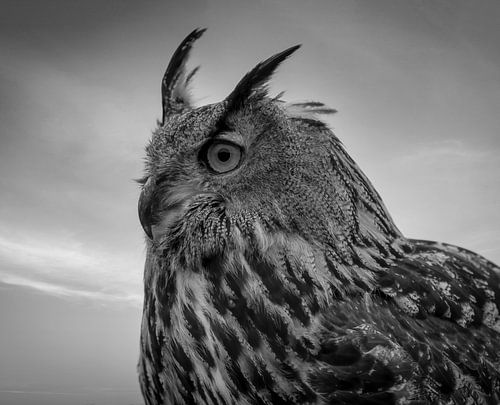 Portrait Owl in black and white
